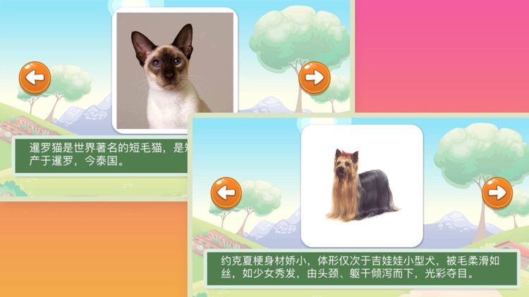 浣熊博士认知课堂 - 认识世界名猫和名犬的中文简体版APP screenshot-3