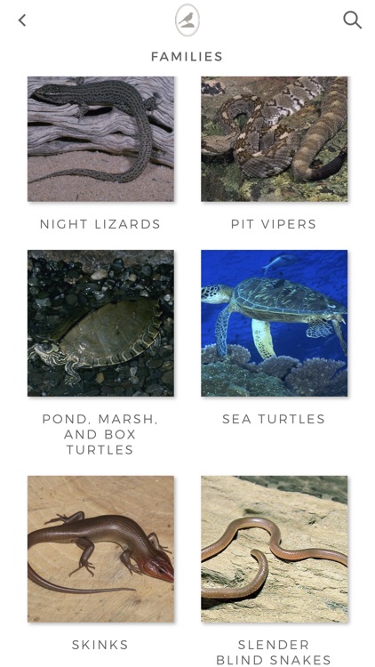 Fieldstone Guide: Reptiles