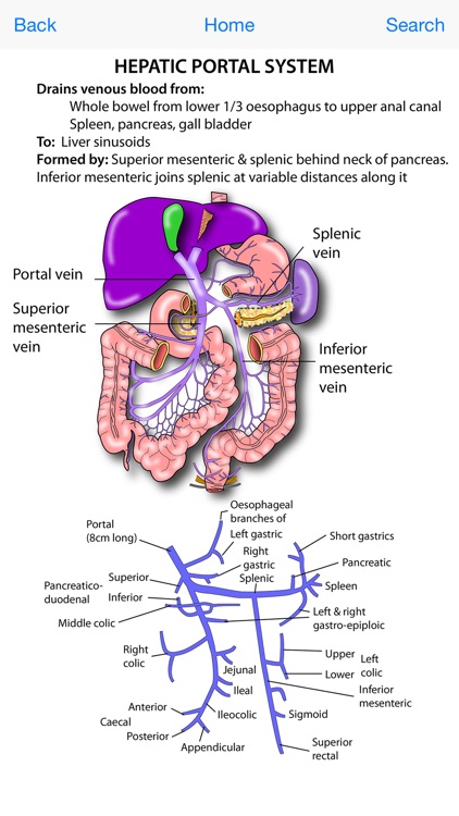 Instant Anatomy Flash Cards