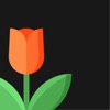 tulip - elegant translation