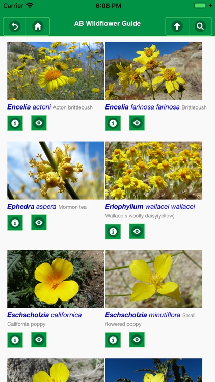 Anza-Borrego Wildflowers Lite screenshot-5