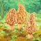 Morels