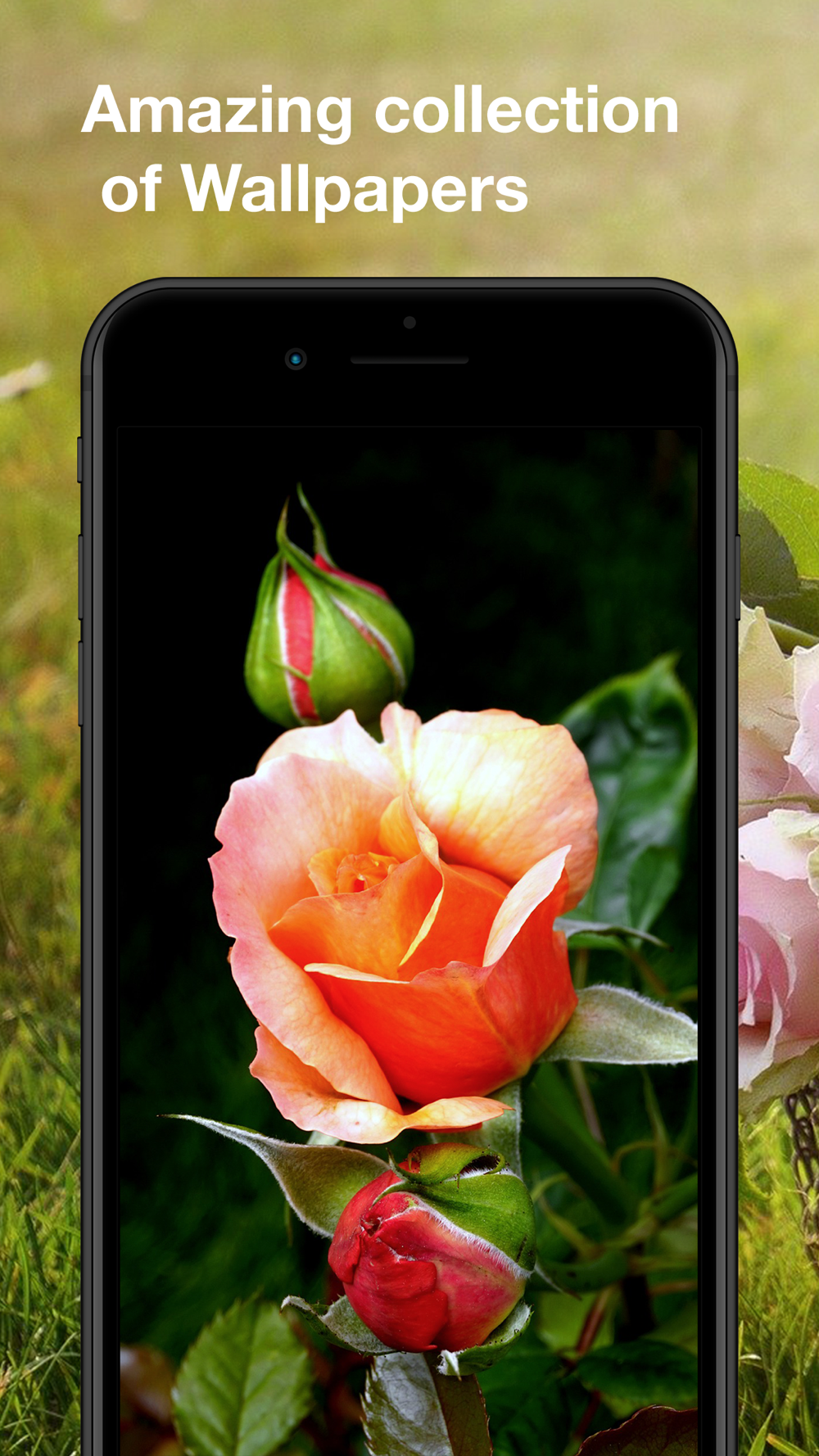玫瑰壁纸 高清free Download App For Iphone Steprimo Com