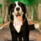 Play with virtual dog town:pet simulator a brand new addition in puppy simulator or dog games