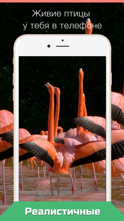 Live Wallpapers for iPhone №1