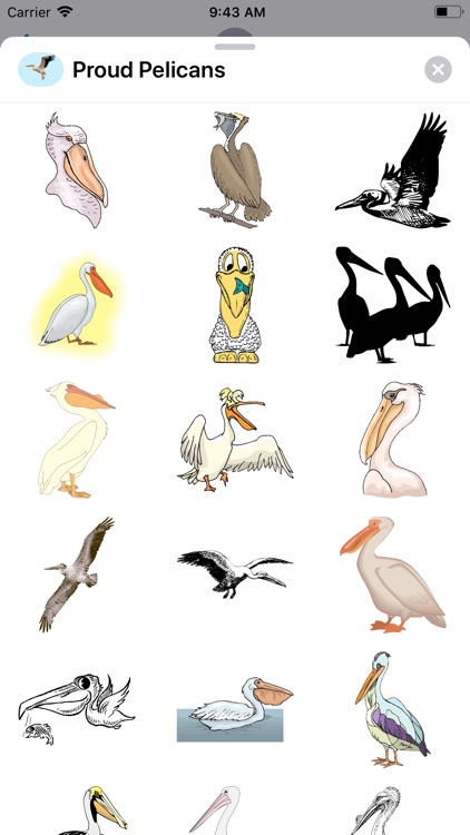 Proud Pelicans