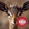 Deer Hunting Calls: Sound Pro
