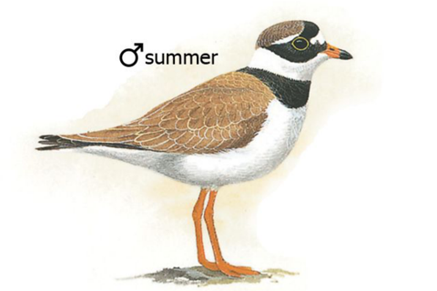 UK Ireland Bird Identification screenshot 4