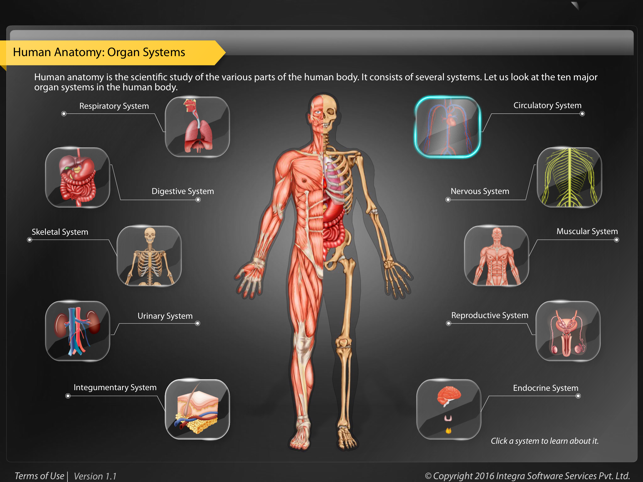 Human Anatomy - Circulatory