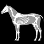 Top 40 Education Apps Like 3D Horse Anatomy Software - Best Alternatives