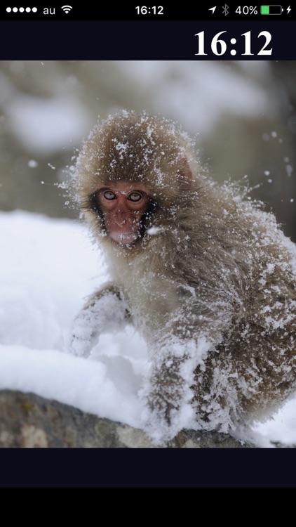 Snow Monkeys