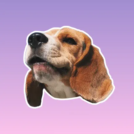 Beagle Quest Читы