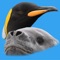 A guide to the birds, seals, dolphins and whales likely to be encountered on a voyage to the Antarctic peninsula or any other part of the Antarctic continent, The Falkland Islands OR South Georgia