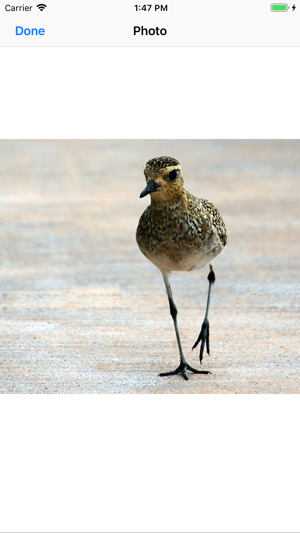 Pacific Golden Plover(圖9)-速報App