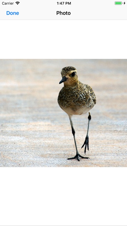 Pacific Golden Plover screenshot-8