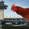Chicken Airport