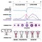 "Basal Body Temperature (BBT) Calculator" is a program that helps women in the writing, understanding and archiving (for future reference) of diagrams that illustrate the evolution over the time of their basal body temperature (measured near vaginal area upon waking, before getting out of bed)