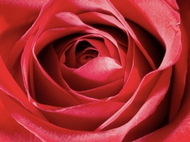 A Collection of Flowers Stickers for iOS, beautifully designed from scratch with Macro Photography and Real Flowers from the Garden