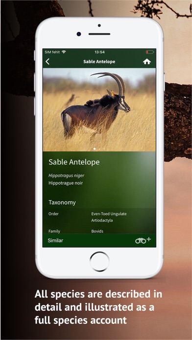 The Golden Safari Guide screenshot 4