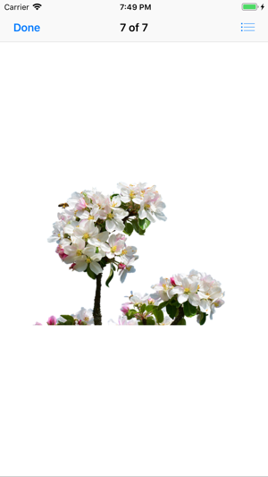 Apple Blossoms(圖8)-速報App