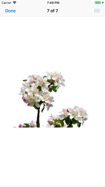 Apple Blossoms screenshot-7