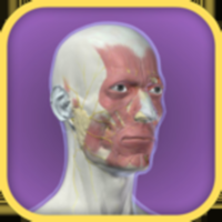 3D Facial Anatomy Tool