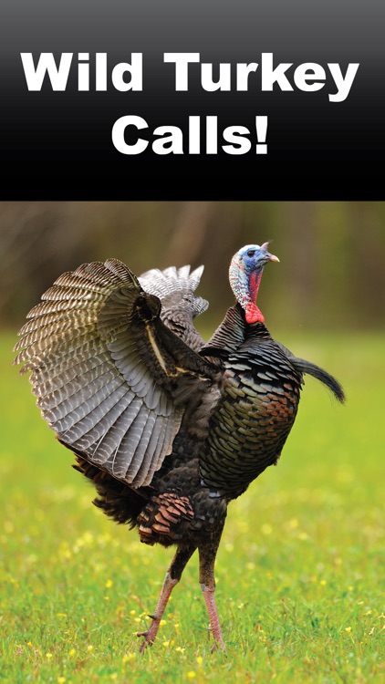 Wild Turkey Calls