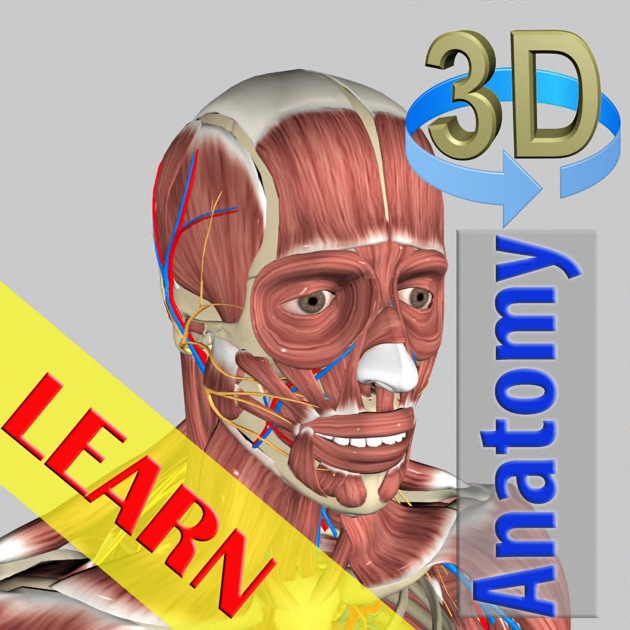 Spine Encyclopedia Anatomy App Learn Anatomy 3d Model 7935