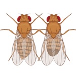 Drosophila X