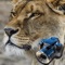 Discover what it feels like to be a wildlife photographer chasing both common and completely unfamiliar animals in remote corners of the world
