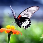 Butterfly Wallpapers  Backgrounds Themes Free App