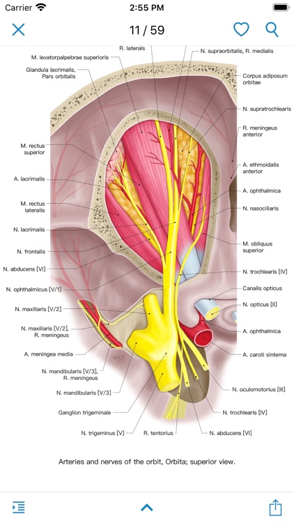 Ocular Anatomy Atlas