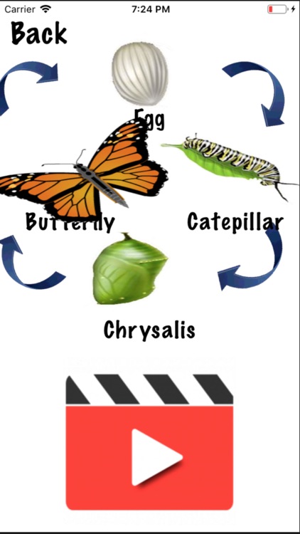 Life Cycle - Insects Arachnids screenshot-3