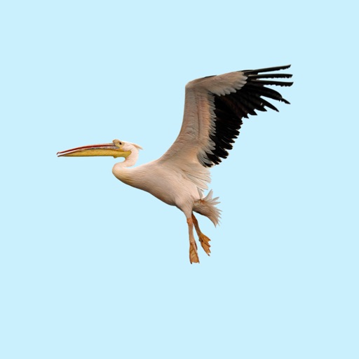 Proud Pelicans icon