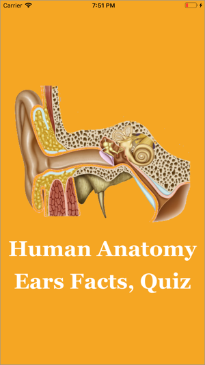 Human Anatomy Ears Facts, Quiz