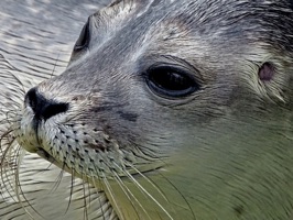 This sticker pack is full of seal stickers for you to add to your sticker collection