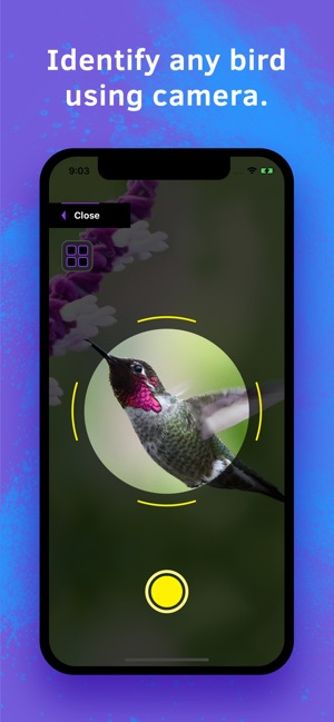 Bird Identification(圖1)-速報App