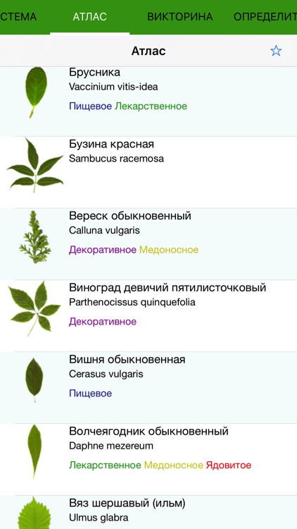 Экогид - Деревья летом