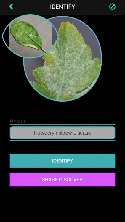 Plants Diseases Identifier screenshot-8