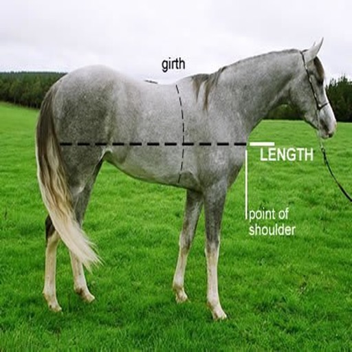 Horse Weight Estimation