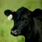 Cowculator is intended to assist cattlemen in making informed decisions associated with beef cattle nutrition