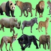 Wild Animals Quiz