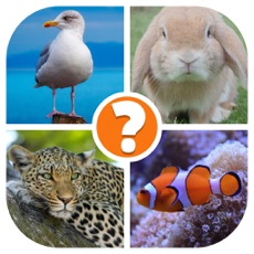 Activities of Animals Quiz - Word Pics Game