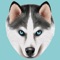Finally an App tailor made for your Siberian Husky*