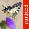 Butterfly Id - UK Field Guide