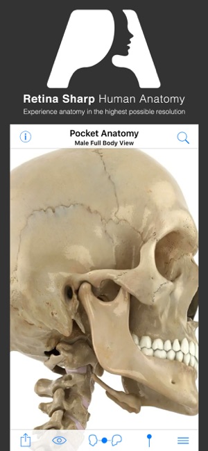 Pocket Anatomy