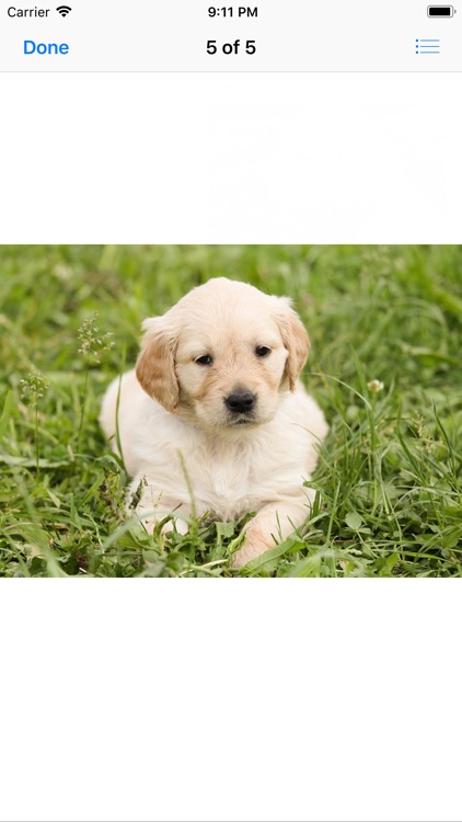 Golden Retriever Puppy Sticker screenshot-8