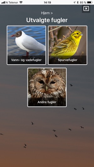 Fugler i nærmiljøet(圖2)-速報App
