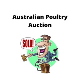 Australian Poultry Auction