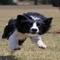AKC® has a new competitive sport, aptly named Fast CAT (Coursing Ability Test)